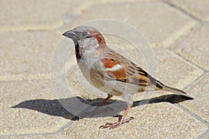 House Sparrow (Passer domesticus) photo