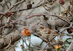 House sparrow Passer domesticus. Single bird perching on apple tree branch in a bright winter day. Beautiful small bird, looking