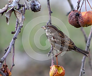 House sparrow Passer domesticus. Single bird perching on a tree branch in a bright winter day. Beautiful small bird, looking for