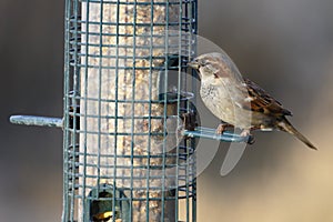 House sparrow, Passer domesticus