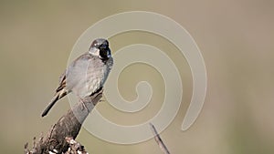 House Sparrow Passer domesticus, sitting on a stick on a beautiful background