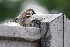 Vrabec domáci passer domesticus, malý hnedý koniklec sediaci na betónovom plote, zelené rozptýlené pozadie, mestské zviera ph