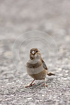House sparrow, Passer domesticus standing on the srteet photo