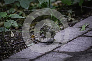 The house sparrow passer domesticus stands on a ground and looks around