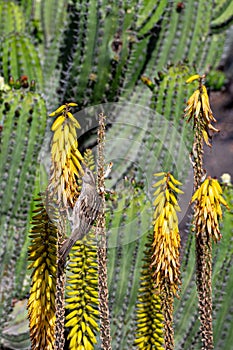 House sparrow, passer domesticus, on yellow flowers of Aloe Vera, Fuerteventura, canary Islands, Spain