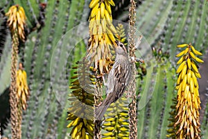 House sparrow, passer domesticus, on yellow flowers of Aloe Vera, Fuerteventura, canary Islands, Spain