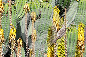 House sparrow, passer domesticus, on yellow flowers of Aloe Vera, Fuerteventura, canary Islands, Spain