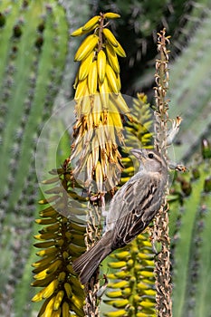 House sparrow, passer domesticus, on yellow flowers of Aloe Vera, Fuerteventura, canary Islands, Spain