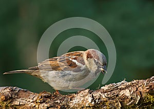 House sparrow Passer sitting on the t domesticus