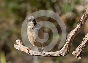 House sparrow perched on a branch with his head cocked to the side