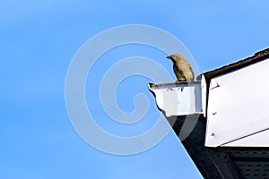 House sparrow perched on eavestrough