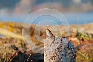 House sparrow resting at seaside