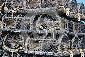 House sparrow resting on some lobster pots at Aberystwyth harbour