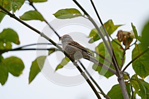 House sparrow resting on tree branch