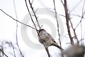 House sparrow resting on tree branch