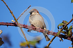 House sparrow resting on tree branch