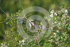 House sparrow resting on tree branch photo