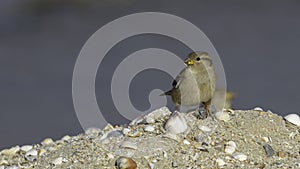 House Sparrow on Sand Hill