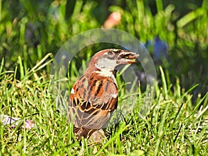 House Sparrow Sits in Grass with Sunflower Seed in Mouth with Sun Shining