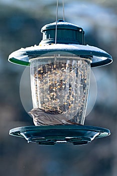 House Sparrow sits on a green birdfeeder filled with seeds