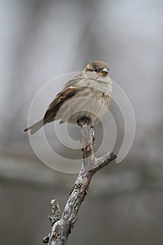 A House Sparrow sitting Atop a dead branch 4 - Passer domesticus