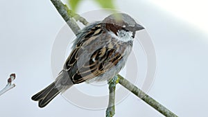 House Sparrow Sitting On A Branch Of Platane Tree And Chirping