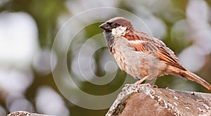 House sparrow sitting on the roof. Photo taken in bijapur Chattisgarh