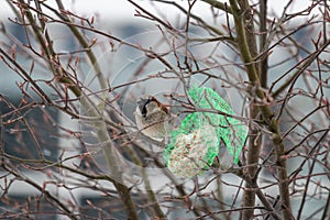 A house sparrow in the snow blizzard