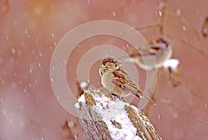 House Sparrow in Snowfall  15095  Passer domesticus