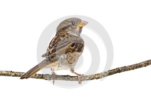 House Sparrow standing on branch