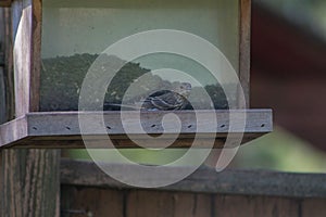 House Sparrow Standing on a Wooden Bird Feeder