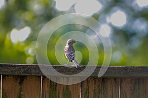 House Sparrow Standing on Wooden Fence