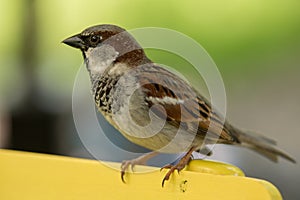 House sparrow standing on a yellow wooden chair
