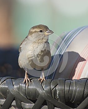 House sparrow stood on arm of garden furniture chair