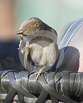 House sparrow stood on arm of garden furniture chair