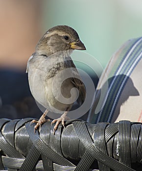 House sparrow stood on arm of garden furniture chair