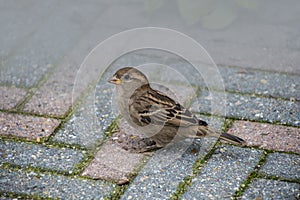 House sparrow on the street. Sparrows are accustomed to the urban environment