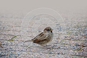 House sparrow on the street. Sparrows are accustomed to the urban environment