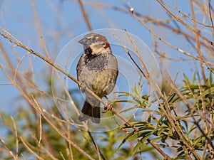 House sparrow subspecies biblicus is resident on Cyprus photo