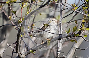 House Sparrow at Three Oaks Recreation Area in Crystal Lake, Illinois