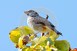 House Sparrow on top of a tree in Colorado photo