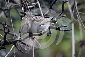 House sparrow in tree