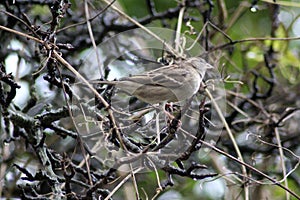 House sparrow in tree