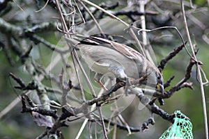 House sparrow in tree