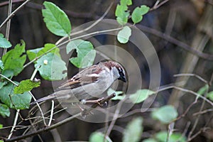 House sparrow in tree