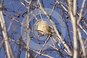 House sparrow in the tree