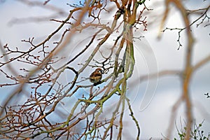 House Sparrow in tree