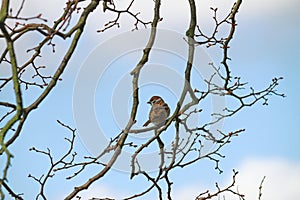House sparrow in tree