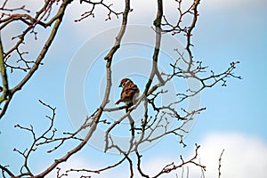 House sparrow in a tree