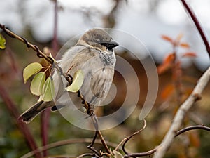 House Sparrow on a Twig